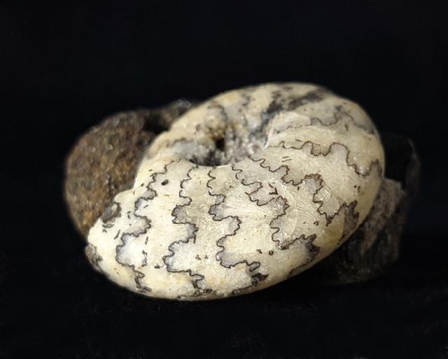 Craspedites nodiger (EICHWALD 1865) - Bild © FossNet FossilienStore